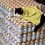 Bodega Cats - sitting on beer