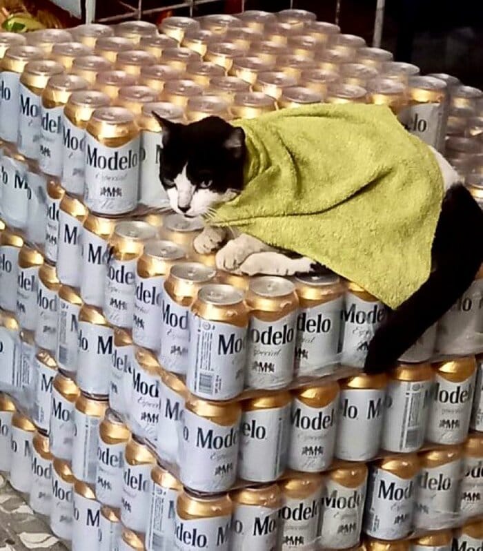 Bodega Cats - sitting on beer