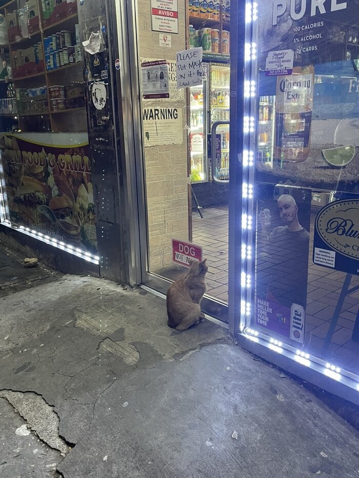 Bodega Cats - outside