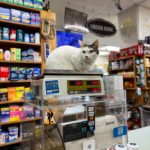 Bodega Cats - sitting on scale