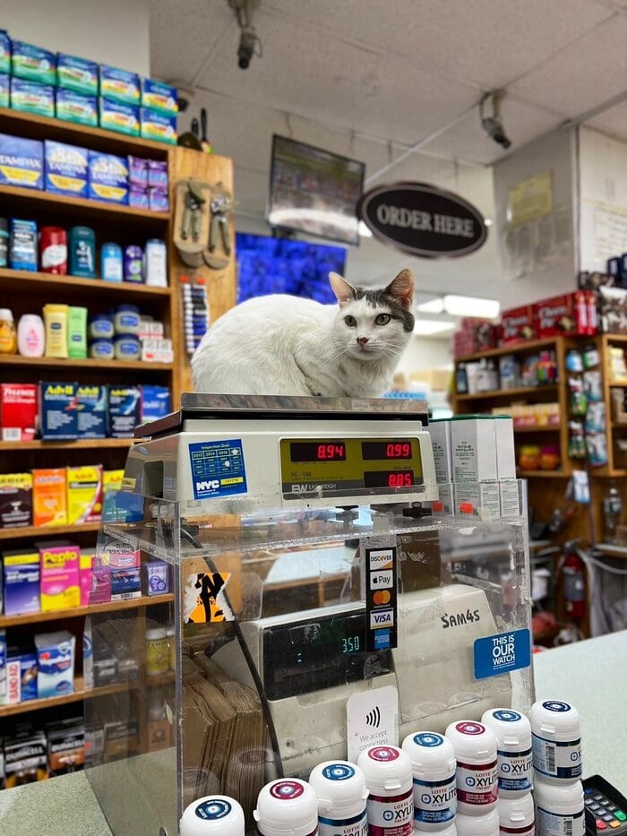 Bodega Cats - sitting on scale