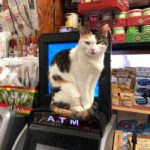 Bodega Cats - sitting on ATM