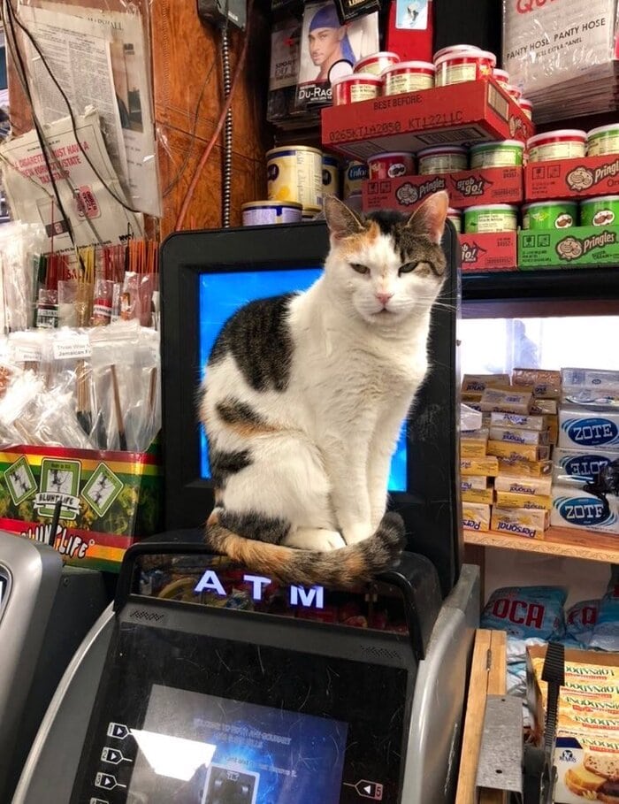 Bodega Cats - sitting on ATM