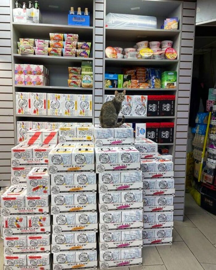 Bodega Cats - sitting seltzer