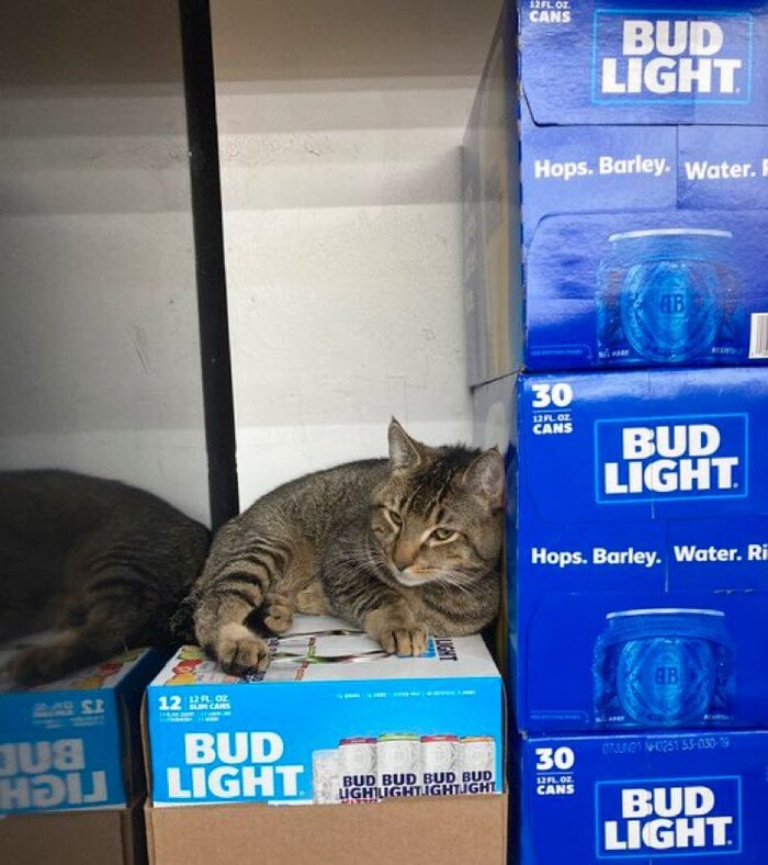 Bodega Cats - sitting beer