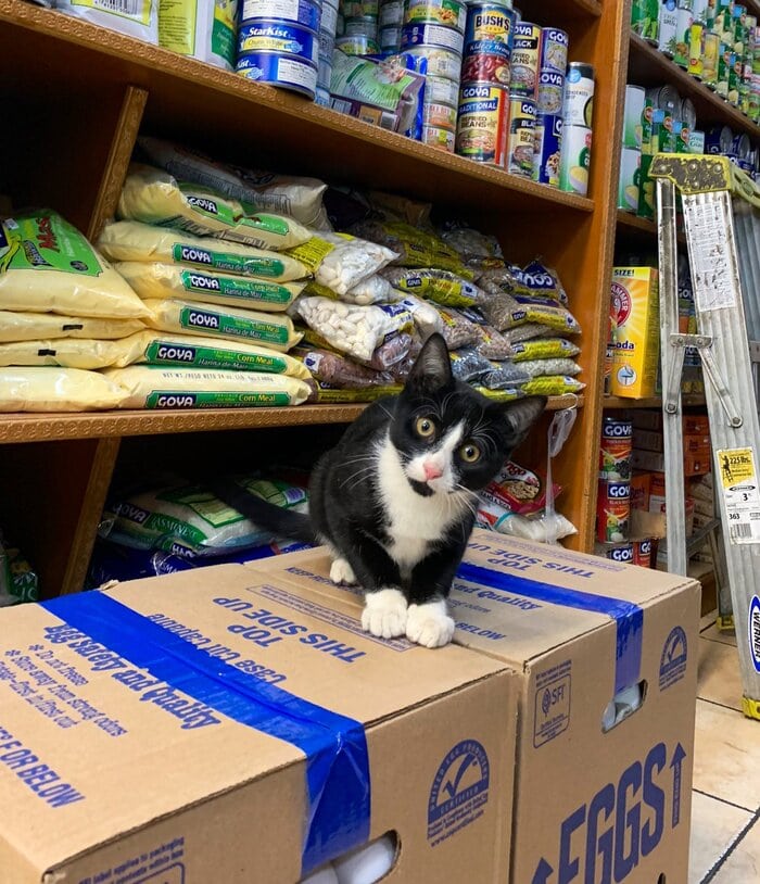 Bodega Cats - looking at you