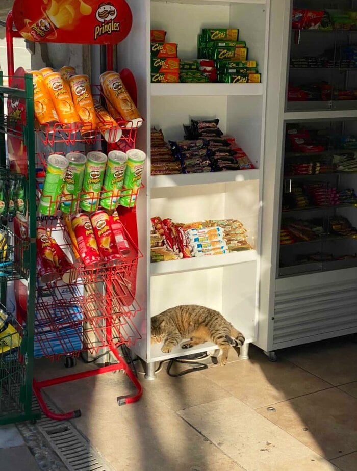 Bodega Cats - sleeping in sun
