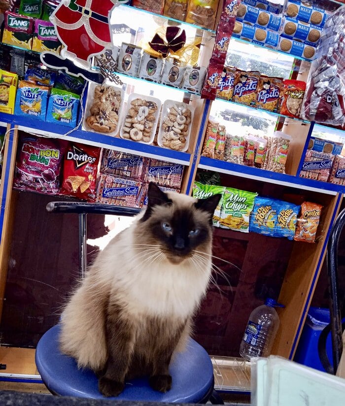 Bodega Cats - guarding chips