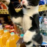 Bodega Cats - lifting paws