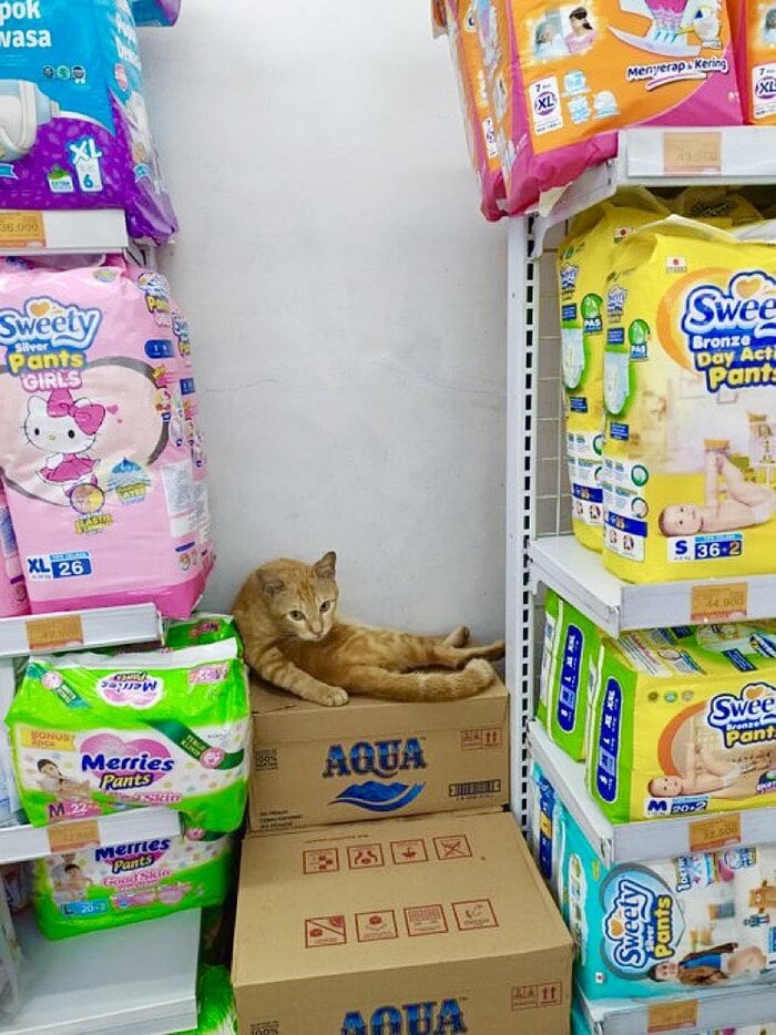 Bodega Cats - sleeping in box