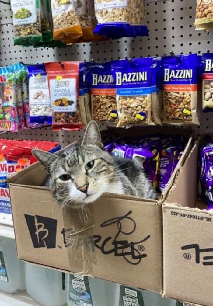 Bodega Cats - sleeping in box