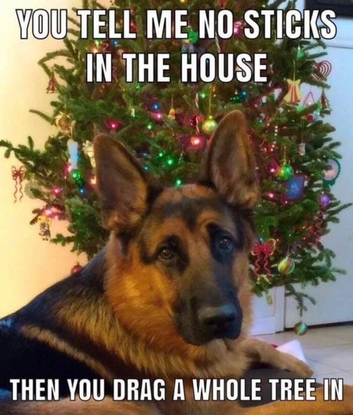 Christmas Memes - dog and tree