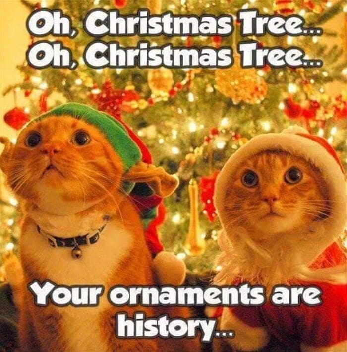 Christmas Memes - cats and christmas tree ornaments