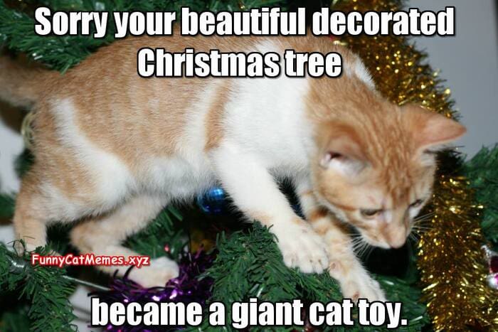 Christmas Memes - cat in christmas tree