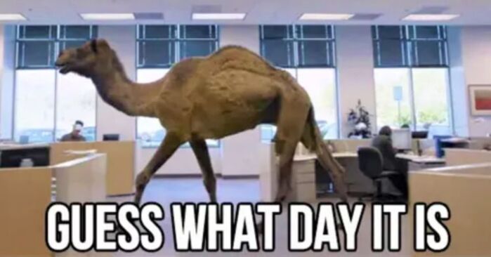 Hump Day Memes