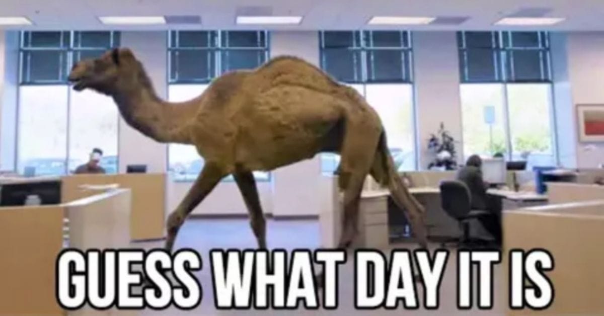25 Hump Day Memes to Get You Through Wednesday - Let's Eat Cake