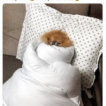Monday Memes - dog in blanket