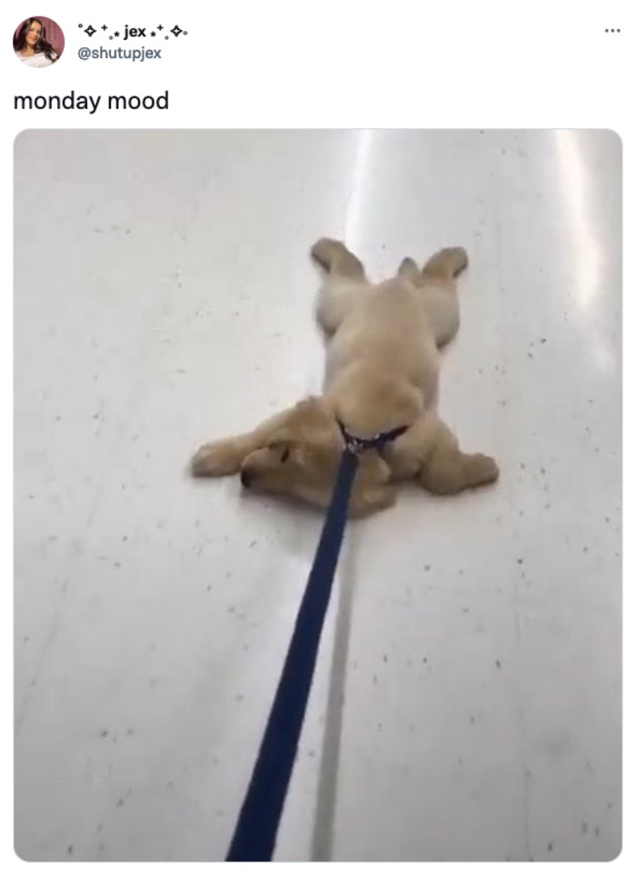 Monday Memes - puppy getting pulled