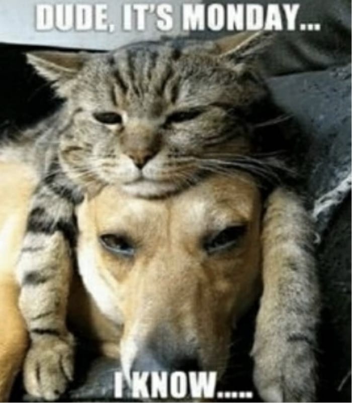 Monday Memes - Dude it's Monday