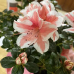 Valentine's Day Trader Joe's - Azaleas