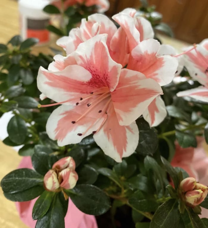 Valentine's Day Trader Joe's - Azaleas