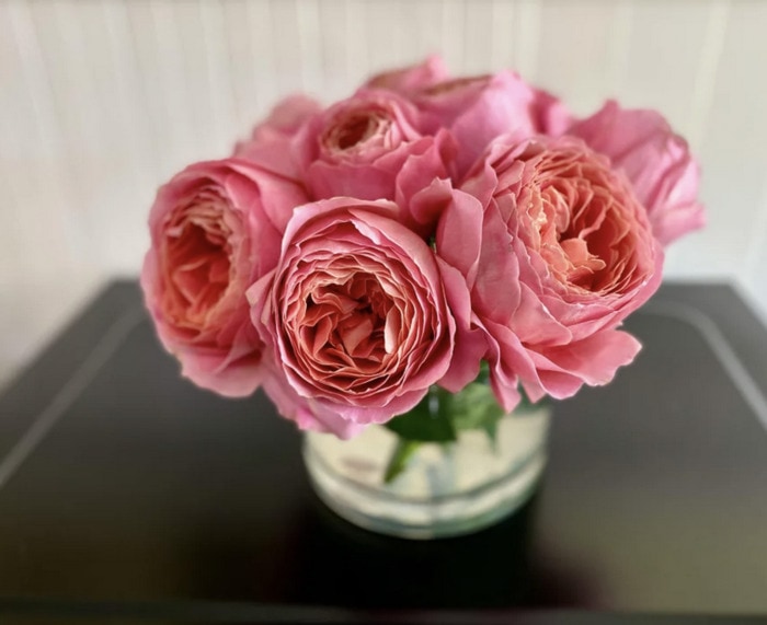 Valentine's Day Trader Joe's - Heirloom Roses