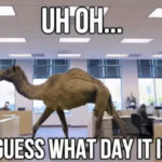 Hump Day Memes - Guess what day it is
