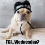 Hump Day Memes - TGI Wednesday