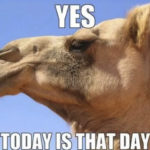 Hump Day Memes - Today is that day