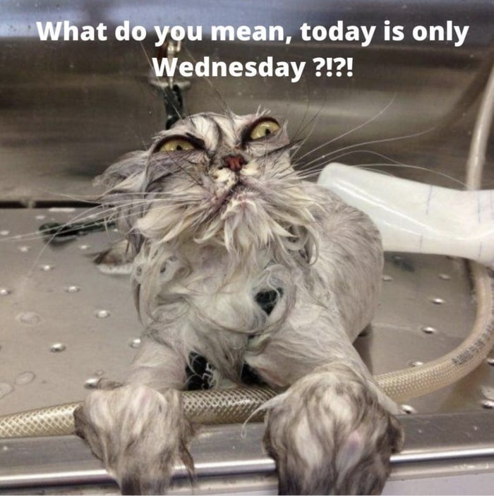 Hump Day Memes - Only Wednesday