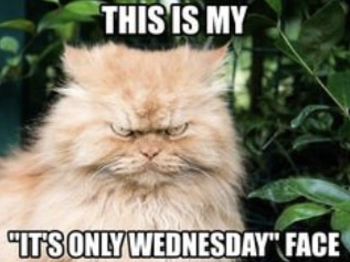 Hump Day Memes - only Wednesday