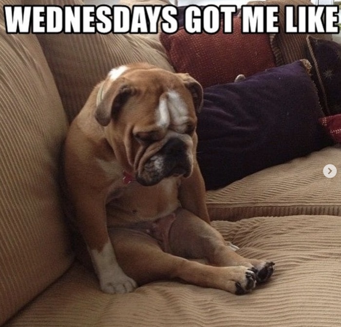 Hump Day Memes - Wednesday got me like