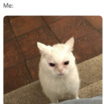 Can't Sleep Memes - did you sleep well cat