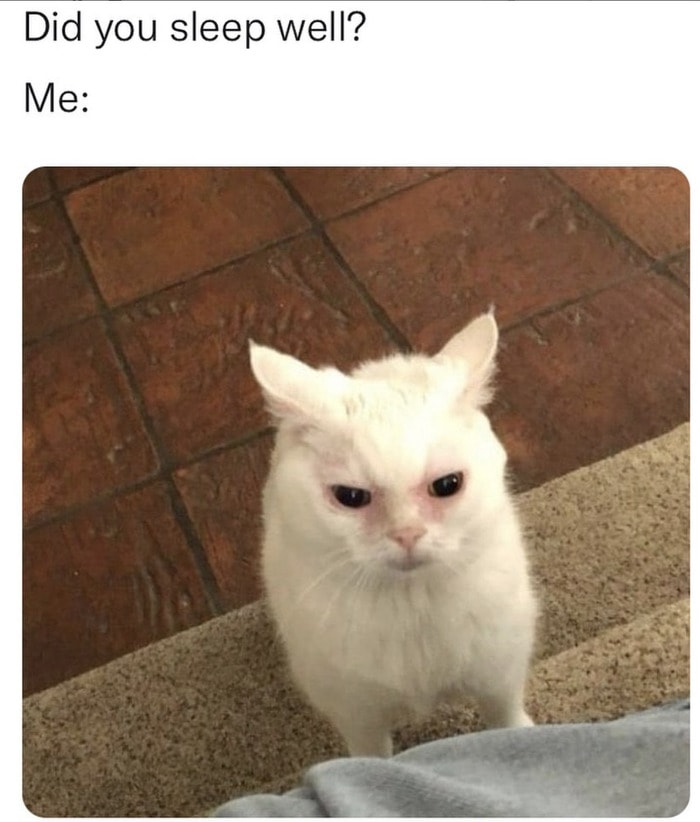 Can't Sleep Memes - did you sleep well cat