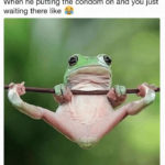 Dirty Memes - tree frog