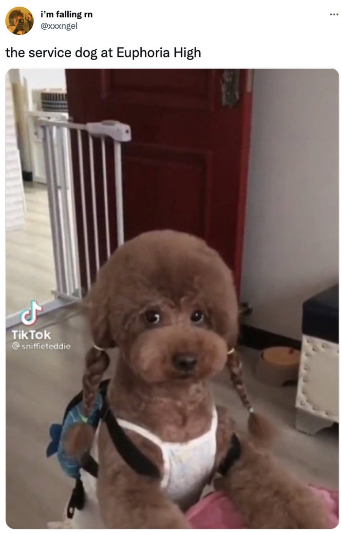 Euphoria Memes - service dogs at euphoria high