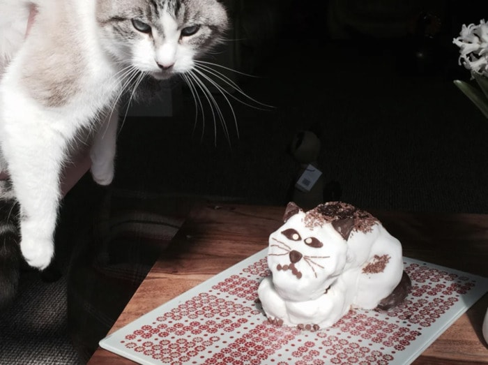 Funny Cakes - cat on cat