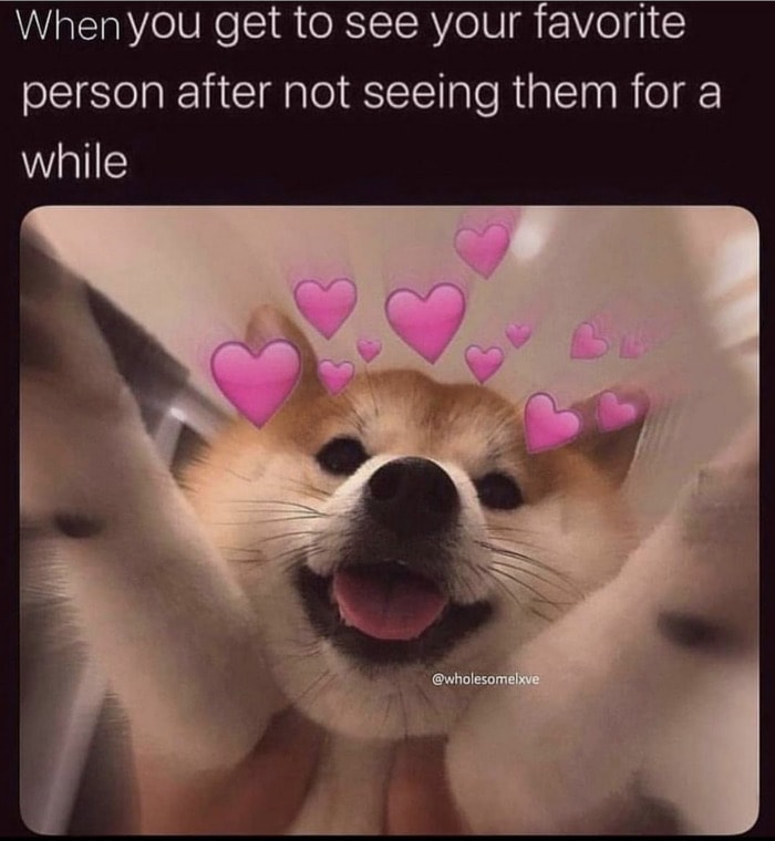 Love Memes - doge with hearts around head