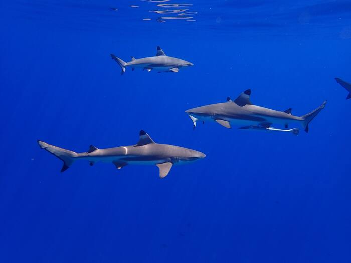 Squalane - sharks