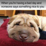 Cute Memes - When you're having a bad day and someone says something nice to you smiling dog
