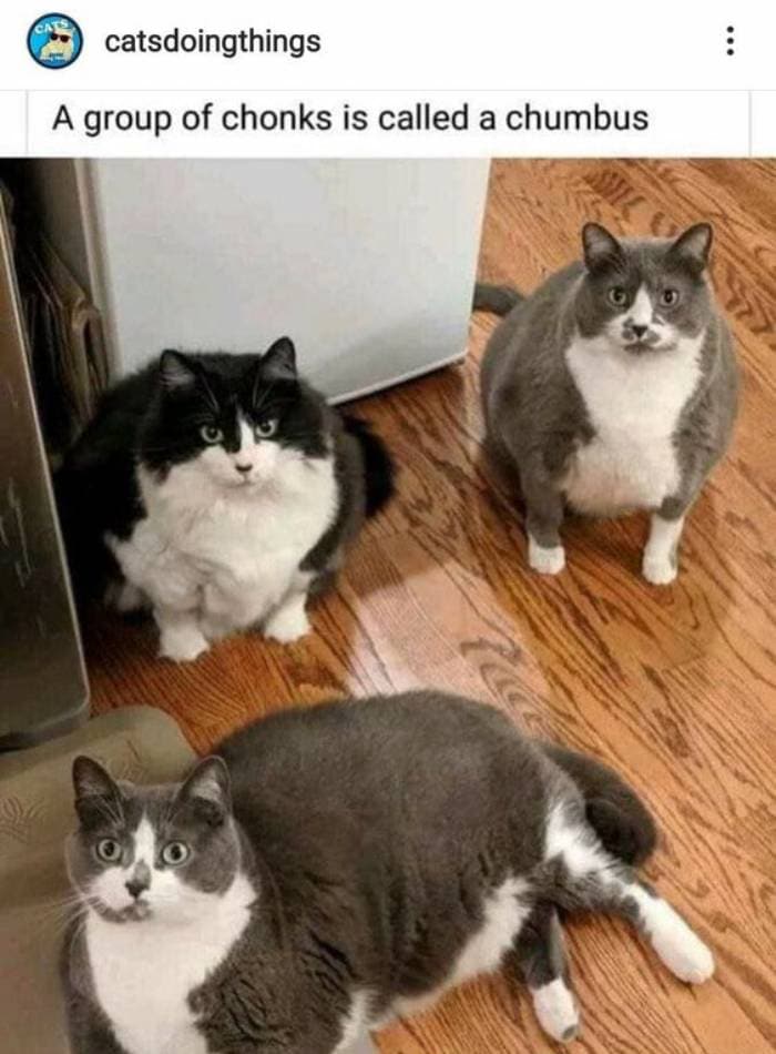 Cute Memes - chonky cats