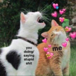 Cute Memes - you doing stupid stuff cat meme