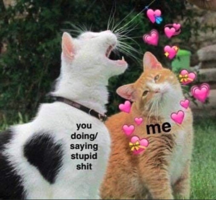 Cute Memes - you doing stupid stuff cat meme