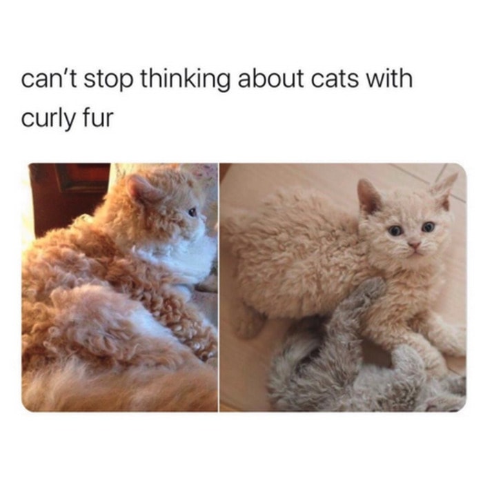 Cute Memes - cats with curly fur