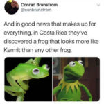 Cute Memes - Kermit frog