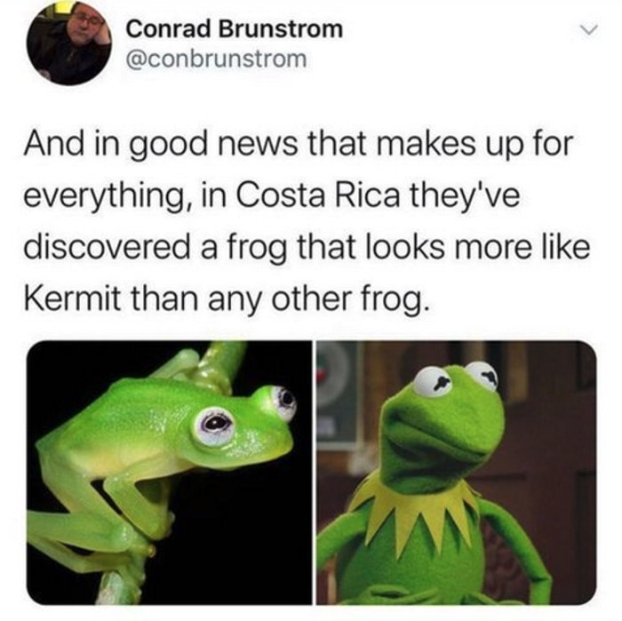 Cute Memes - Kermit frog