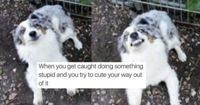 21 Cute Memes That Will Definitely Make Your Day Better - Let's Eat Cake