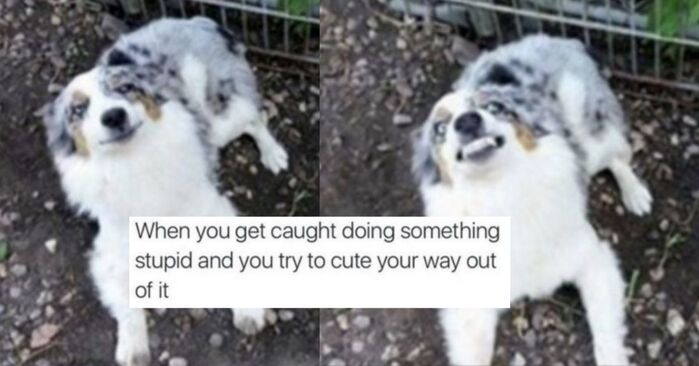 21 Cute Memes That Will Definitely Make Your Day Better - Let's Eat Cake 21 Cute Memes That Will Definitely Make Your Day Better - Let's Eat Cake