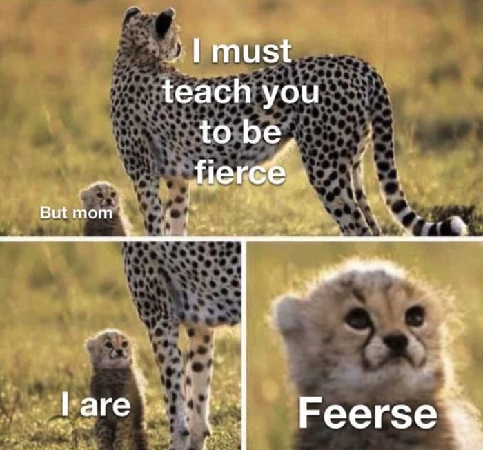 Cute Memes - I must teach you to be fierce