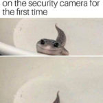 Cute Memes - When you see yourself on the security camera at the store